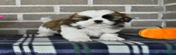 Shih Tzu dogs for sale: Chester - Ad 3