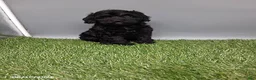Cockapoo dogs for sale: Carla - Ad 5