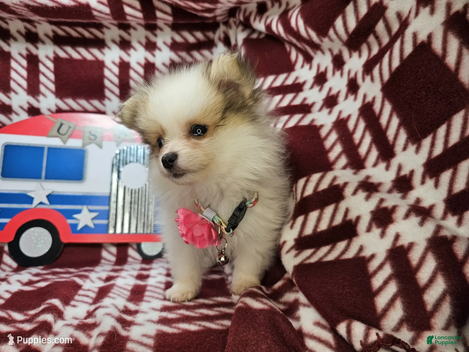 Pomeranian dogs for sale: Farra Faucet (4.5 lbs) - Ad 1