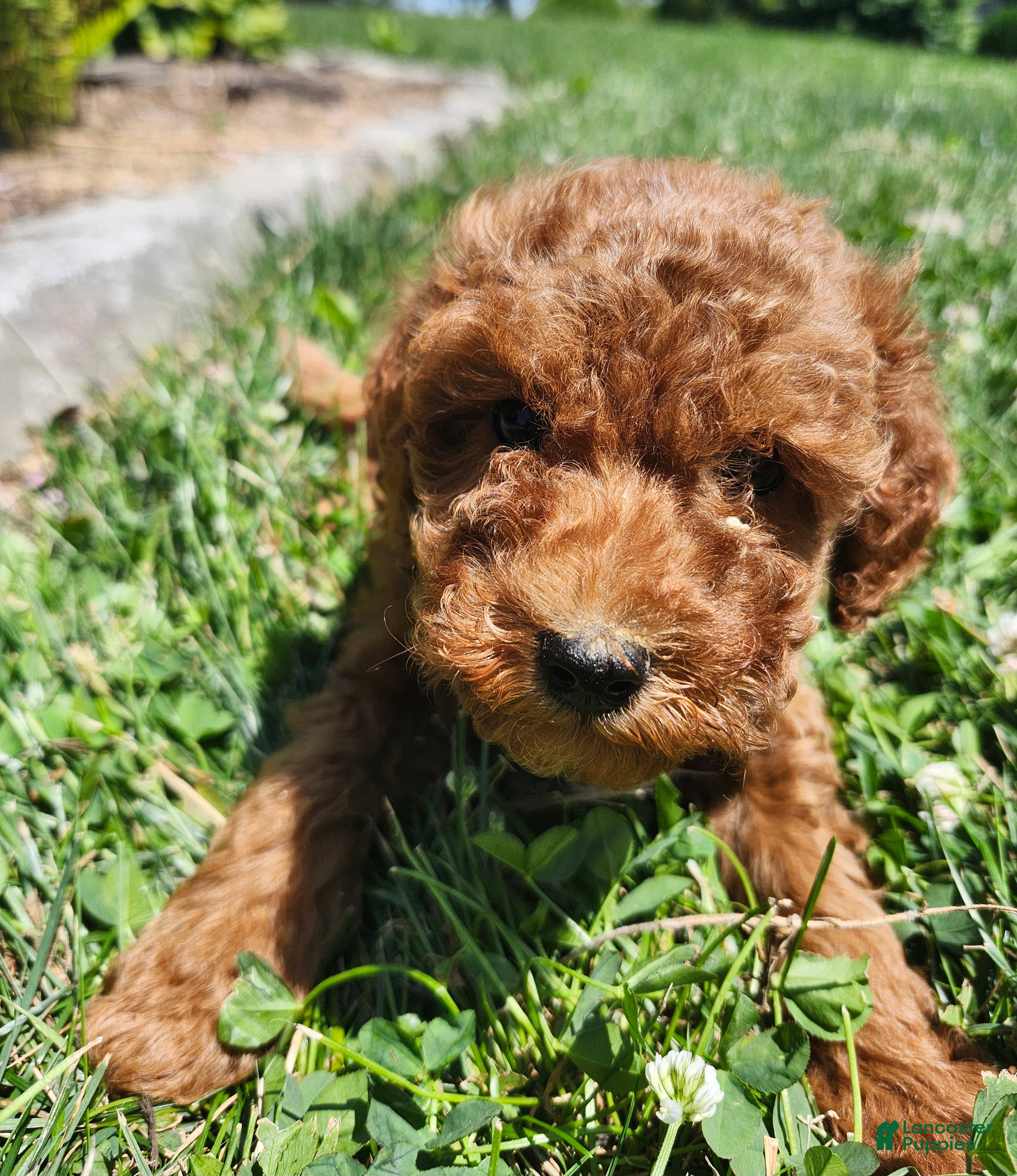 Miniature Poodle dogs River  - Ad 2