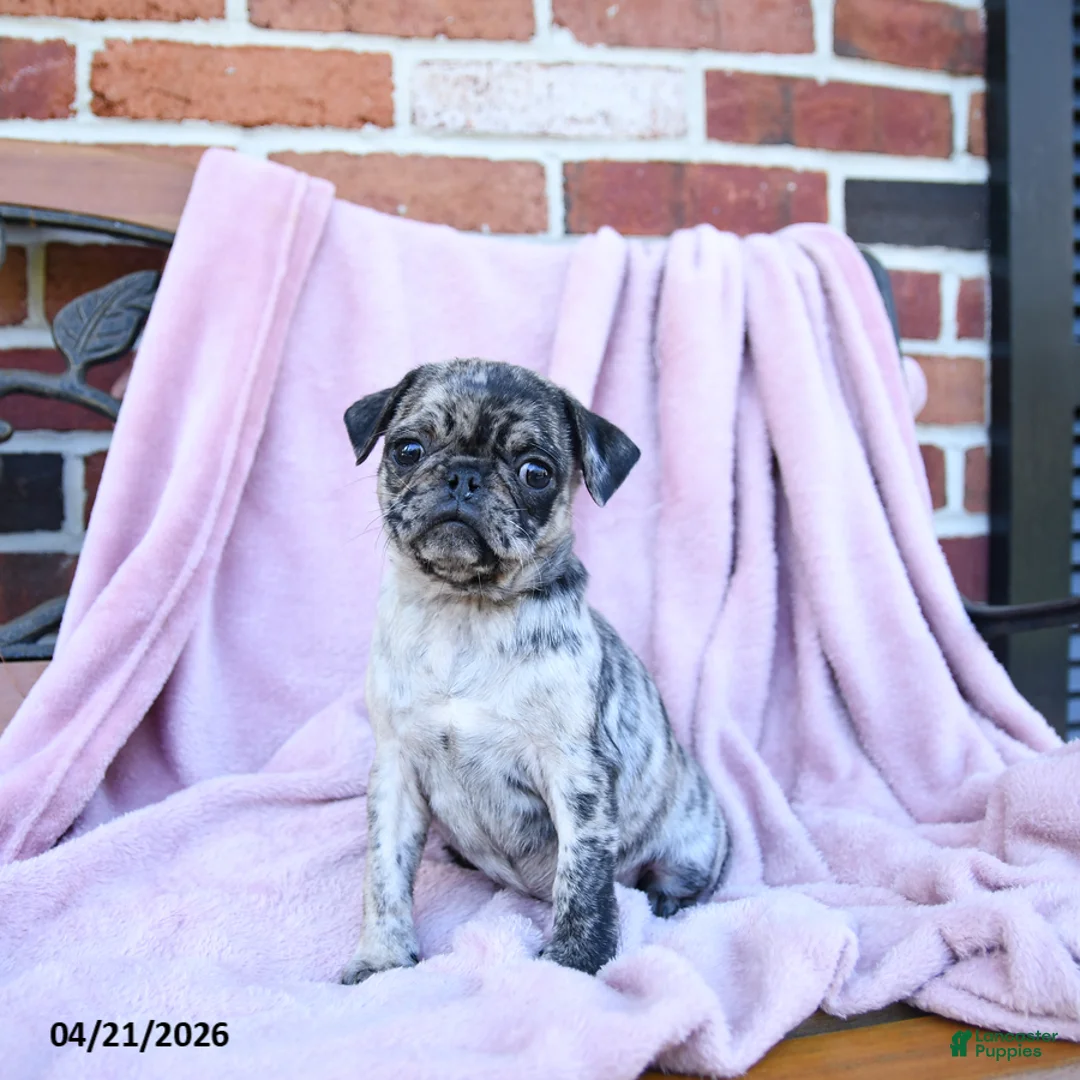 Pug dogs for sale: Tulip - Ad 3