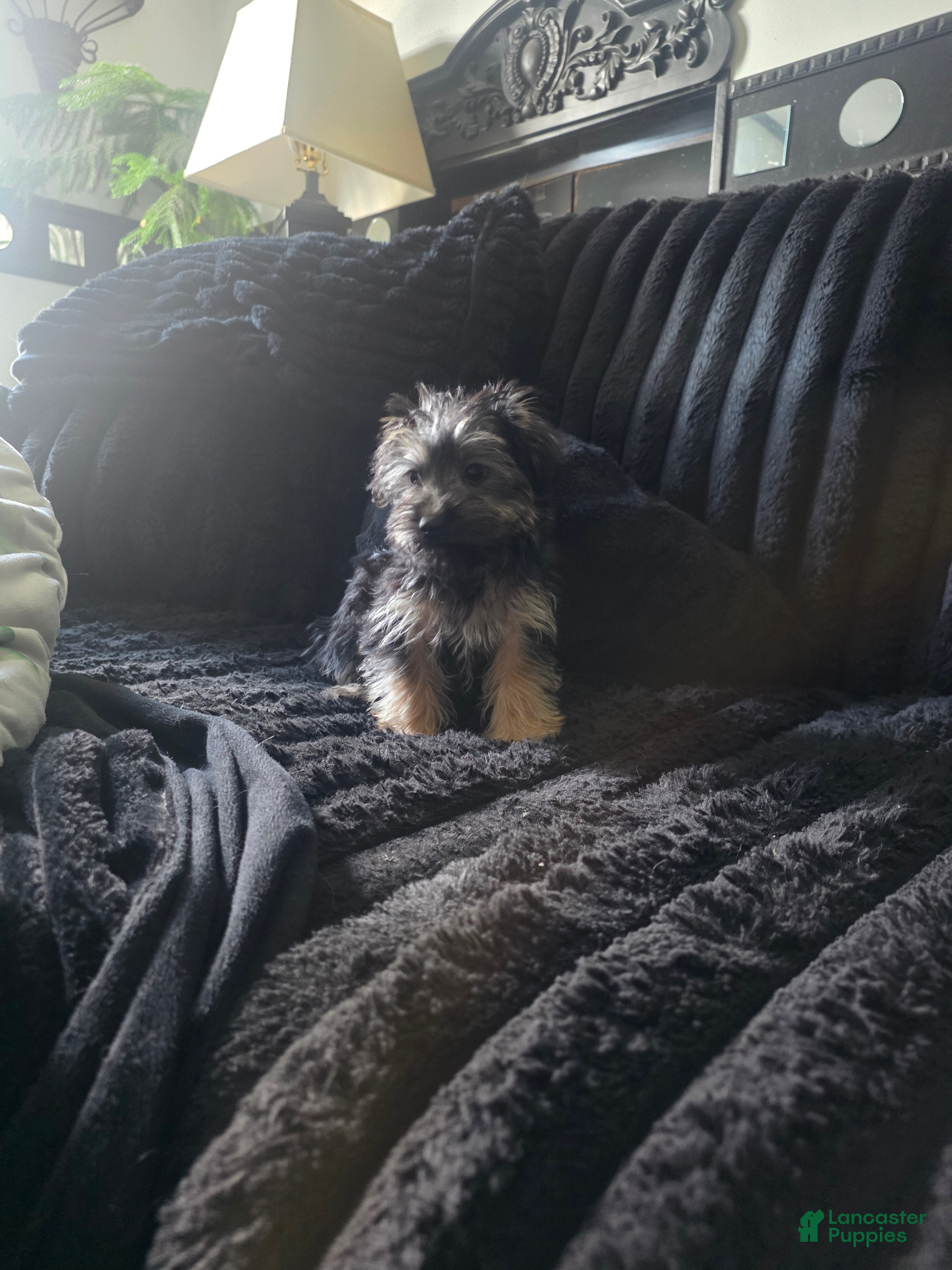 Morkie dogs Morkie male 8 - Ad 1