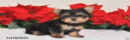 Yorkshire Terrier dogs for sale: Jenny - Ad 1