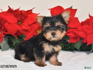 Yorkshire Terrier dogs Jenny - Ad 25