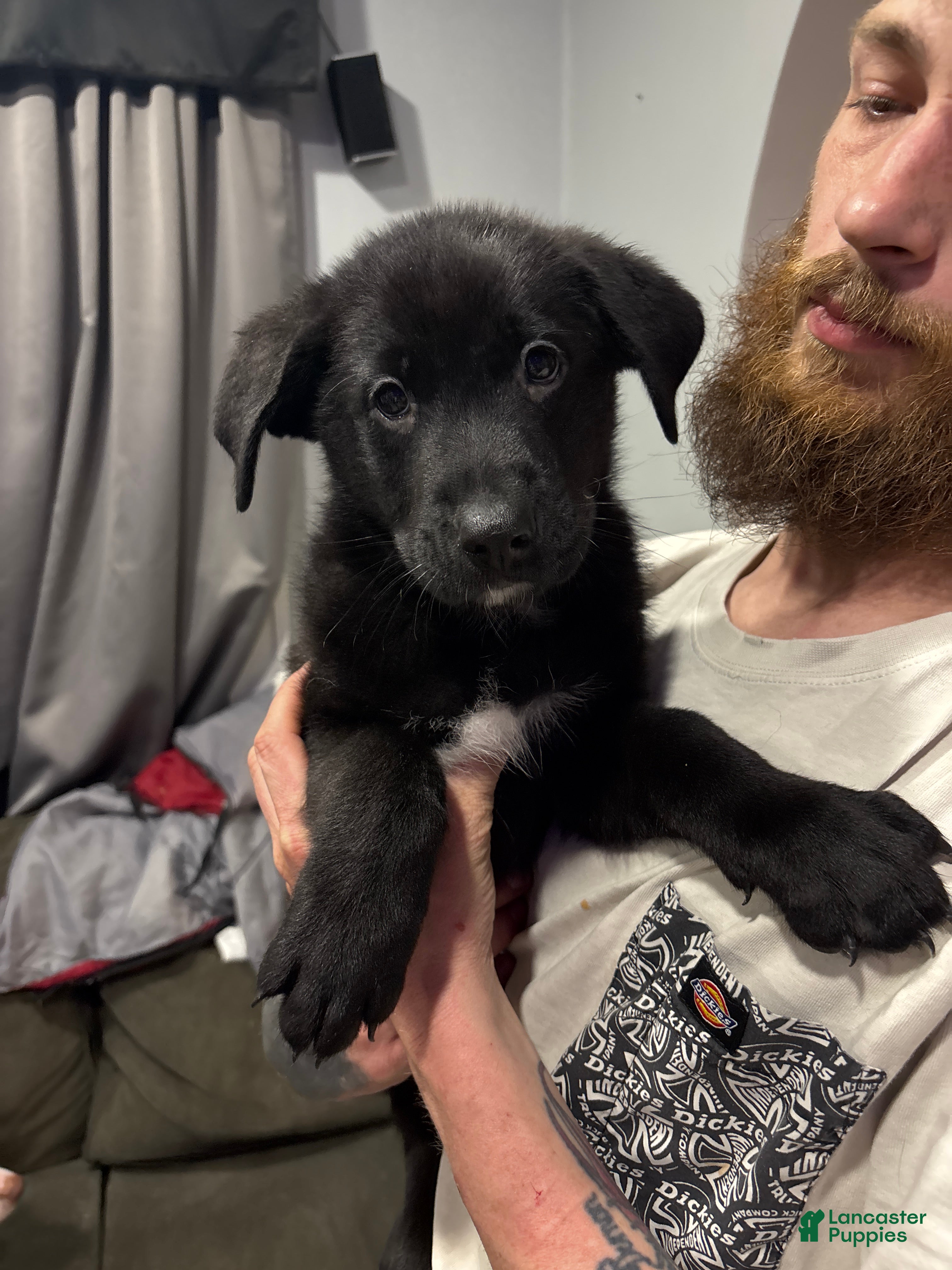 Mixed Breed dogs Mixed Breed Puppy 5 - Ad 8