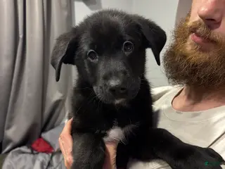 Mixed Breed dogs Mixed Breed Puppy 5 - Ad 8