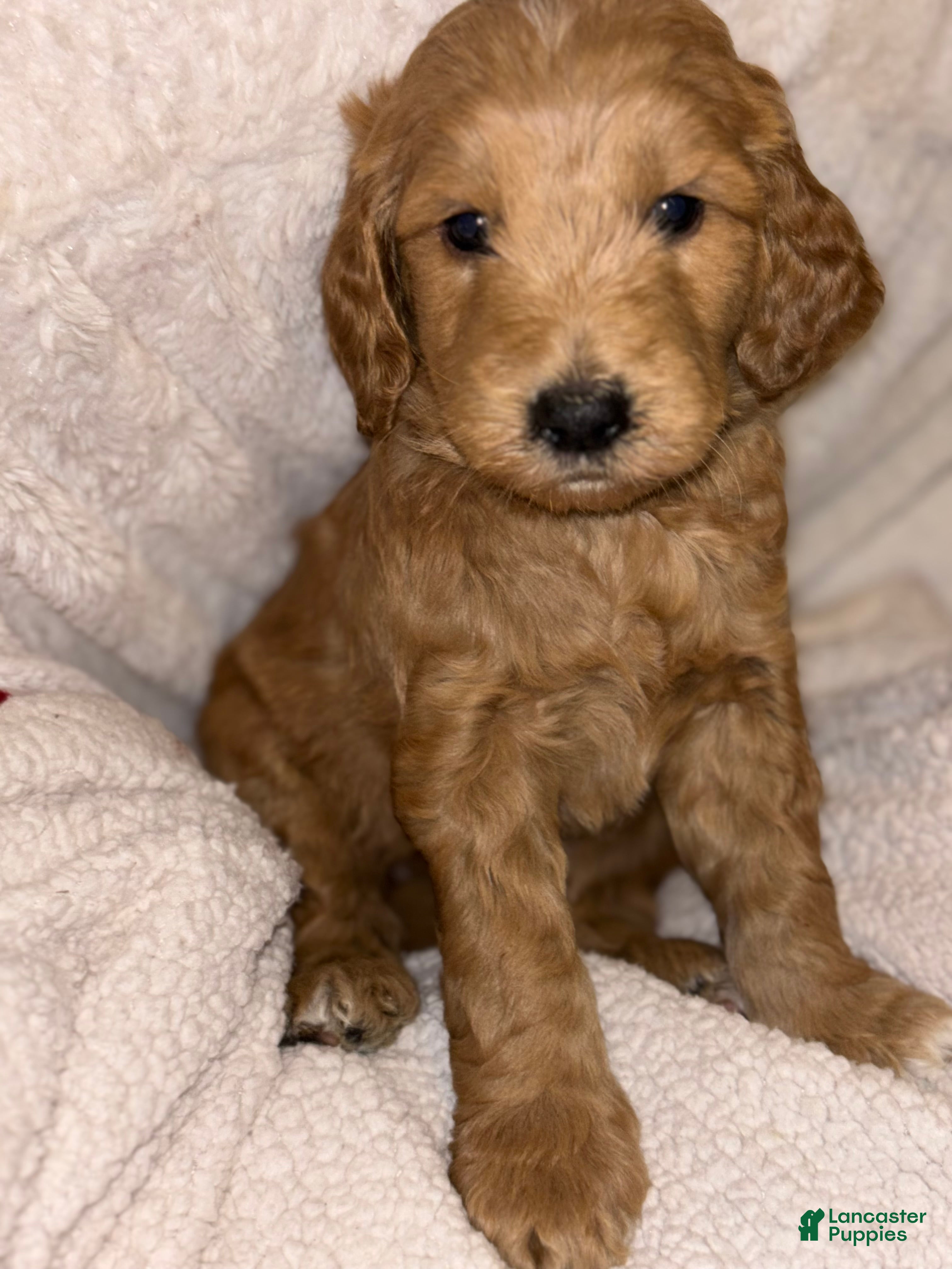 Goldendoodle dogs Goldendoodle Puppy 3 - Ad 3