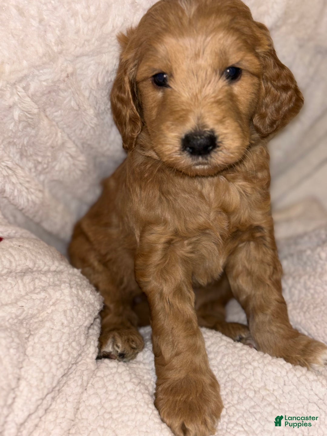 Goldendoodle dogs for sale: Goldendoodle Puppy 3 - Ad 1