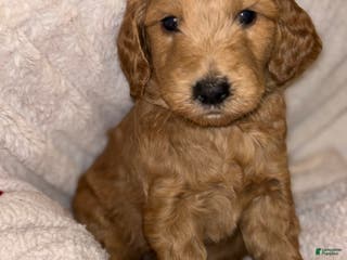 Goldendoodle dogs Goldendoodle Puppy 3 - Ad 29