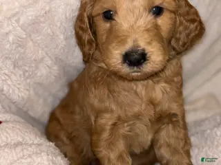 Goldendoodle dogs Goldendoodle Puppy 3 - Ad 31