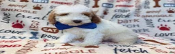 Miniature Poodle dogs for sale: Tofu - Ad 7