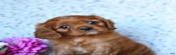 Cavalier King Charles Spaniel dogs for sale: Ziggy - Ad 3