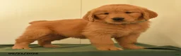 Golden Retriever dogs for sale: Dawn - Ad 3