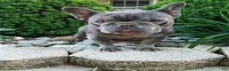 French Bulldog dogs for sale: Leah - Ad 5
