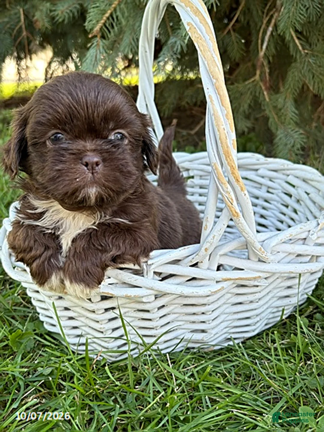 Shih Tzu dogs for sale: Ollie - Ad 2