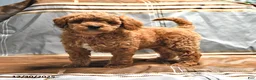 Goldendoodle dogs for sale: Mindy - Ad 4