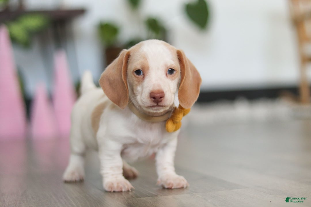 Dachshund dogs for sale: Charlie - Ad 7