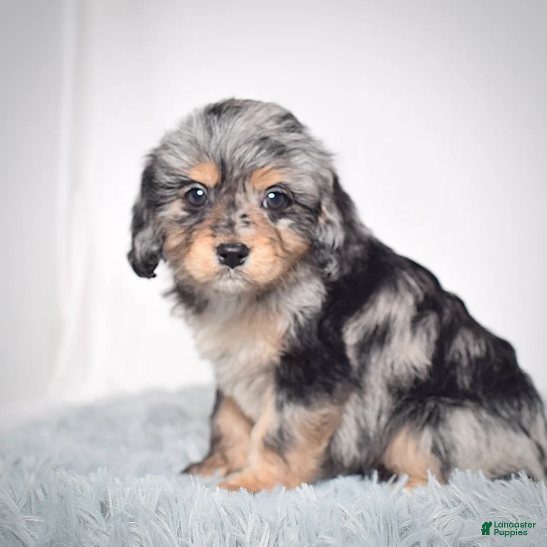 Cavapoo dogs for sale: Ms. Bonnie - Ad 3