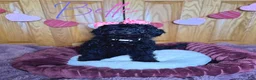 Mini Goldendoodle dogs for sale: Mini Goldendoodle Puppy 2 - Ad 10