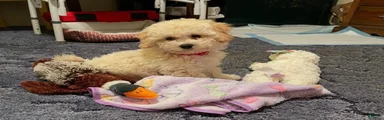 Bichpoo 1