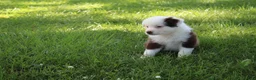 Australian Shepherd dogs for sale: Sheldon - Ad 2