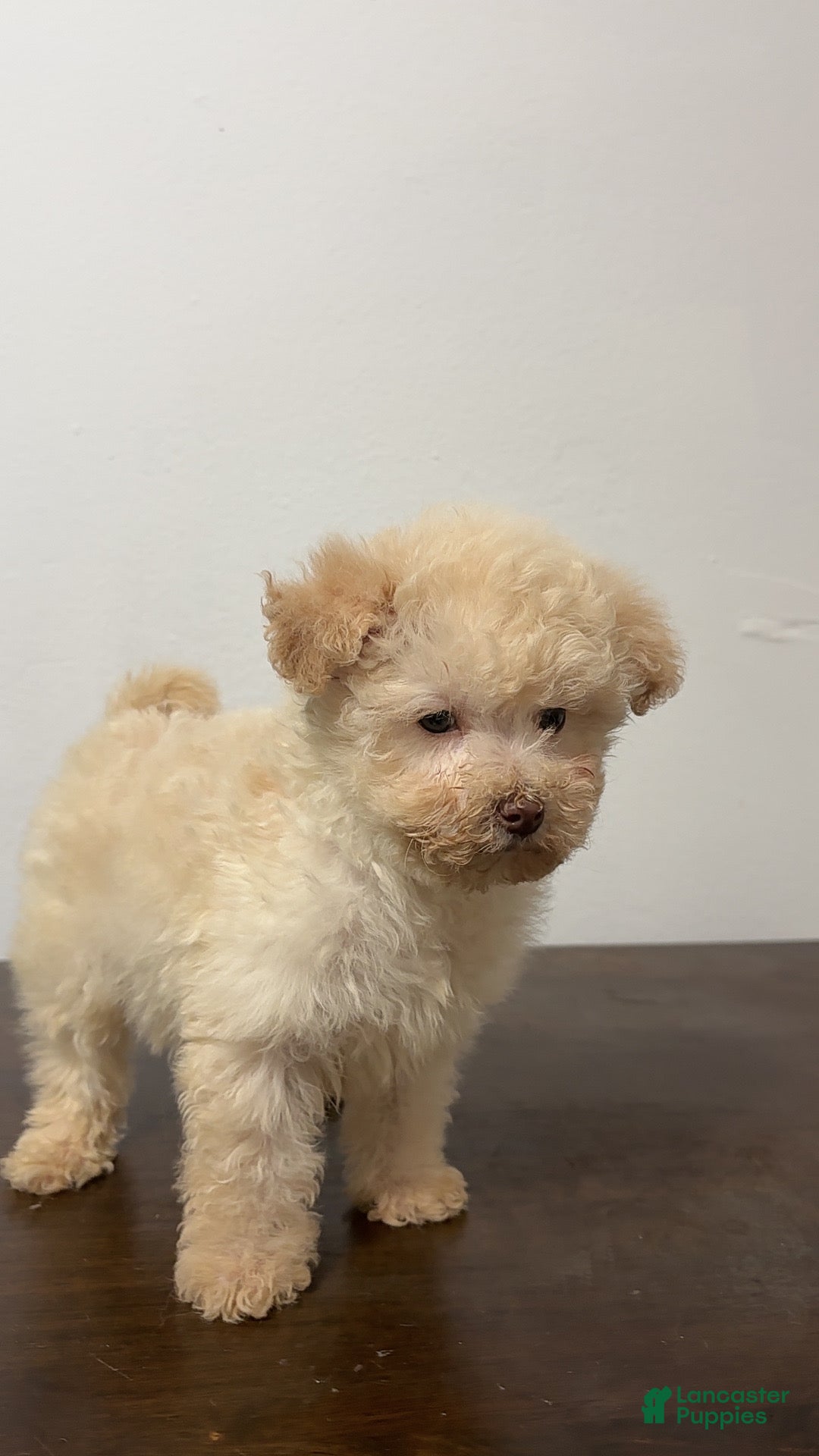 Miniature Poodle dogs for sale: Cici - Ad 4