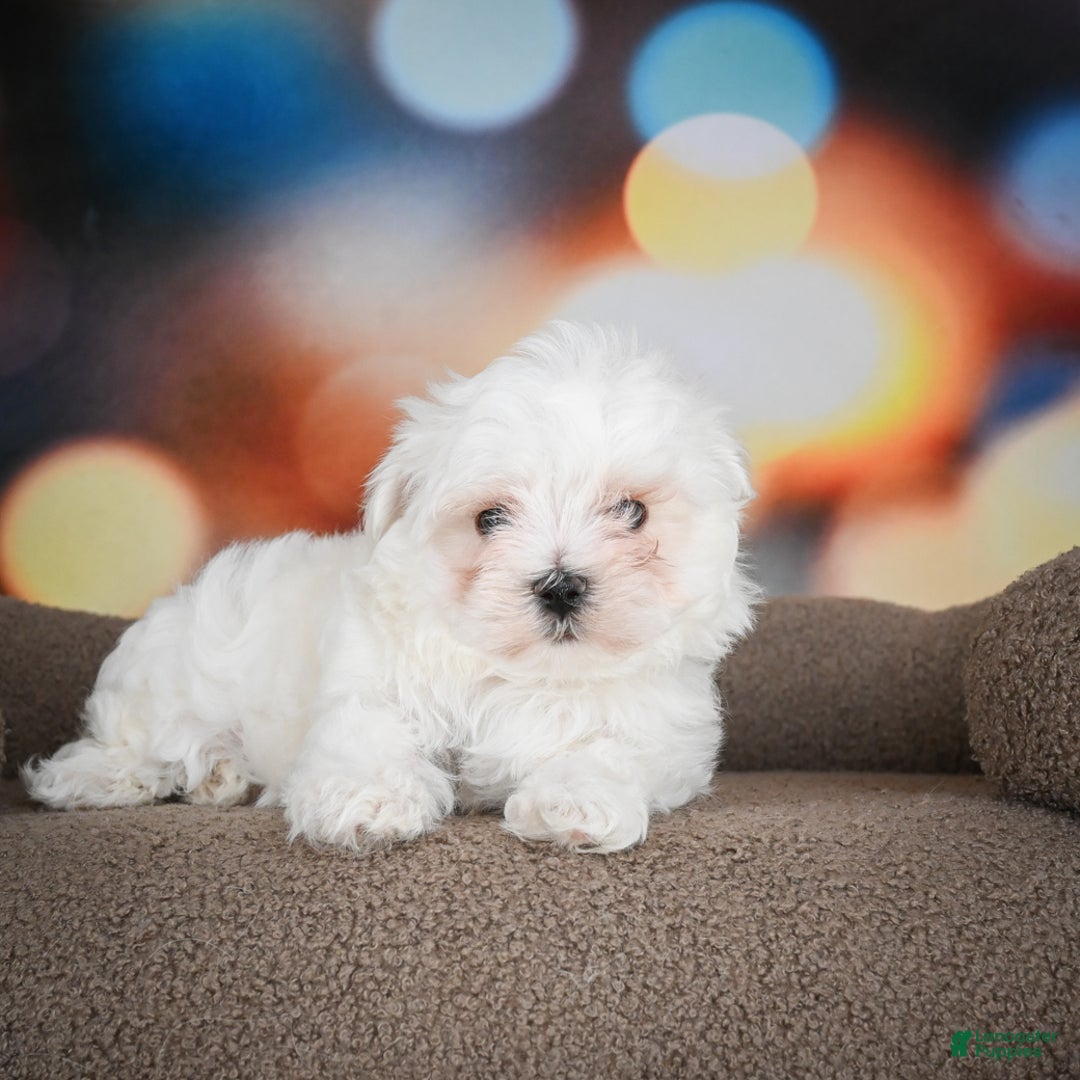Maltese dogs for sale: Bentley - Ad 3