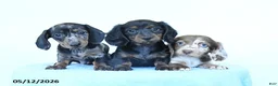Miniature Dachshund dogs for sale: Polly - Ad 5