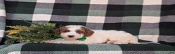 Miniature Poodle dogs for sale: Curtiss - Ad 5