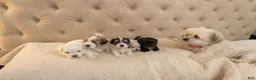 Malshi dogs for sale: Billy - Fluffy Teddy Bear Malshi Puppy - Ad 6