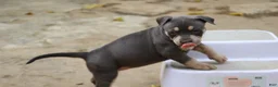 American Bully dogs for sale: Leia - Ad 1