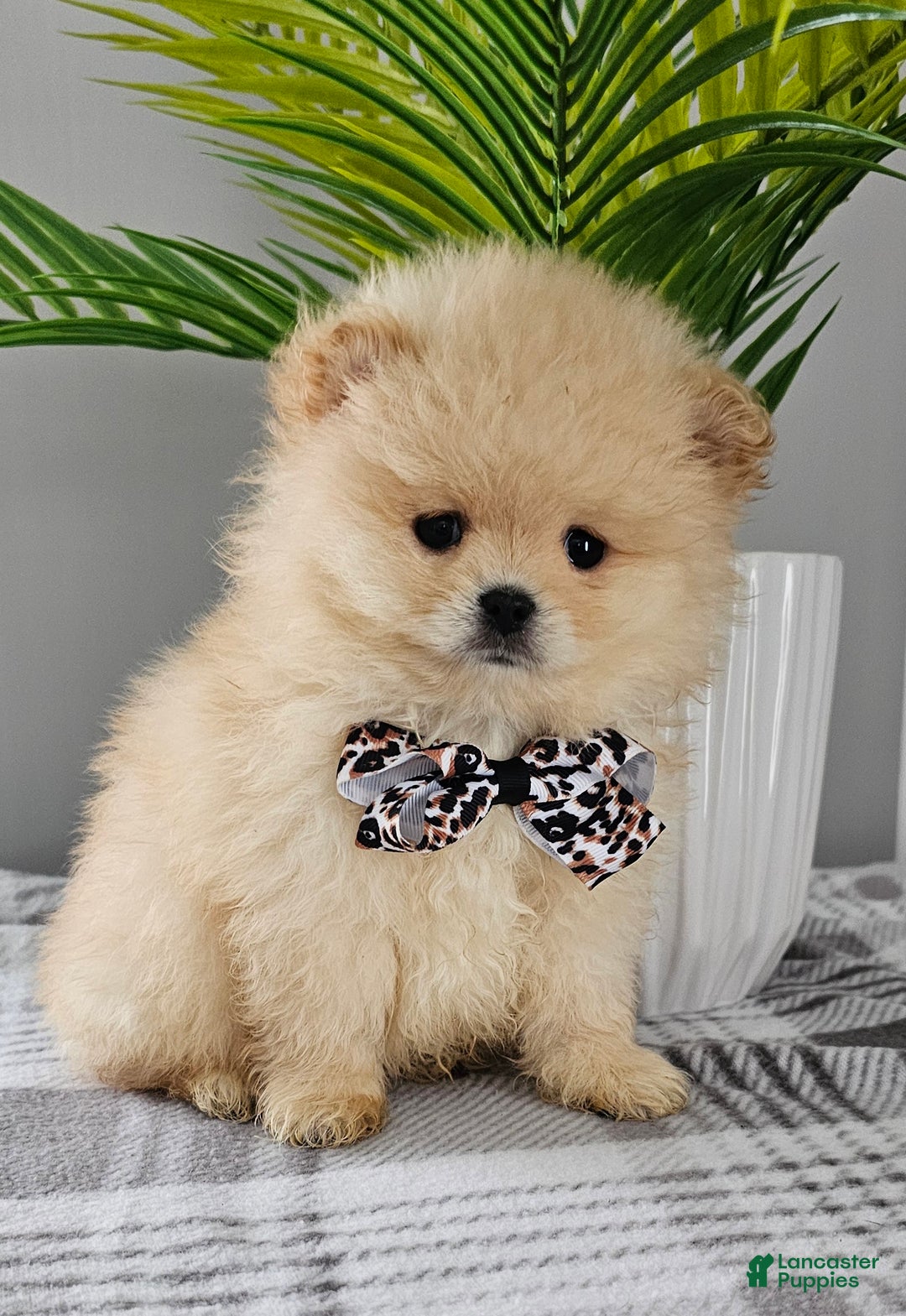Pomeranian dogs for sale: Bubbles - Ad 4