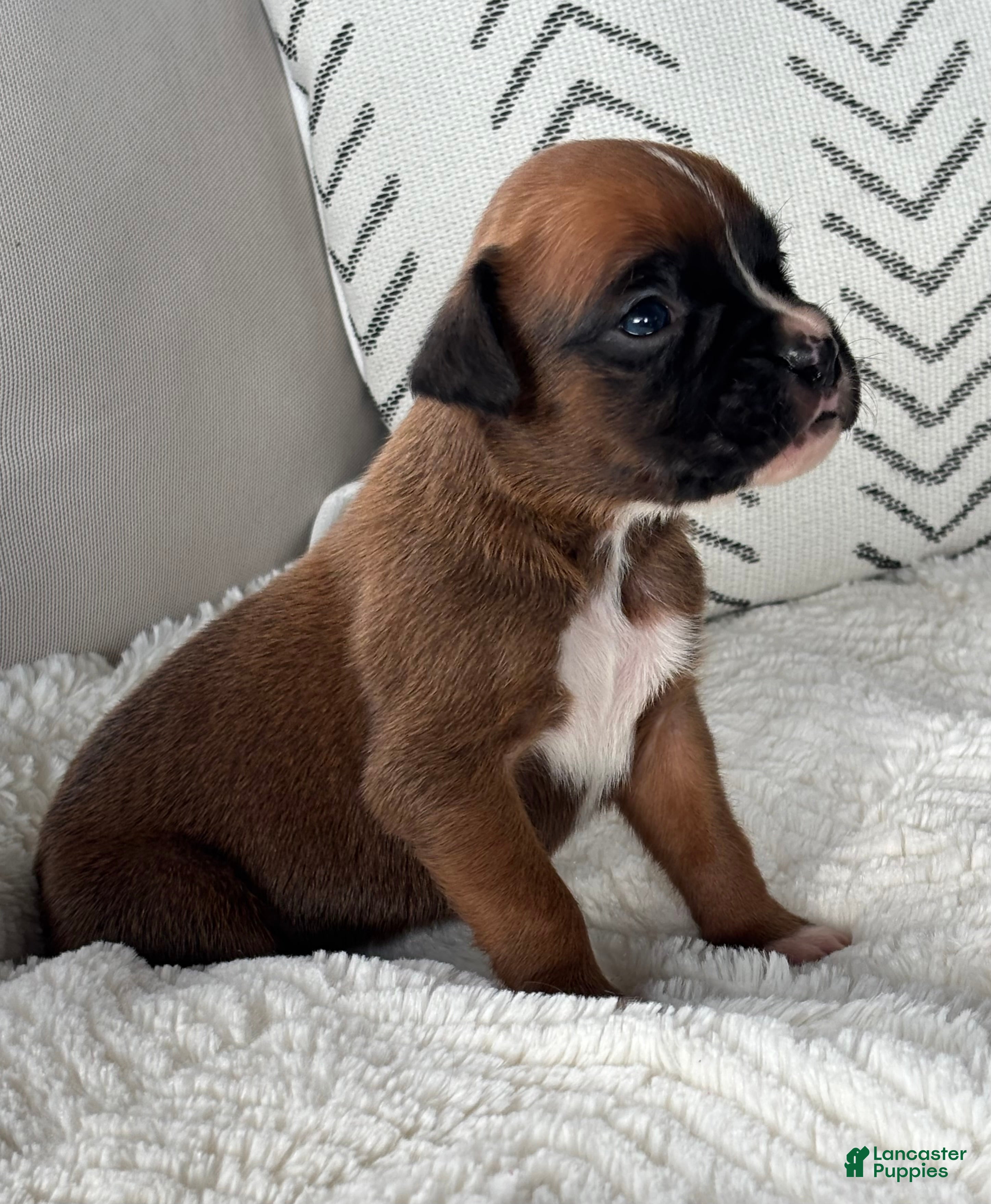 Boxer dogs Rex - Ad 1