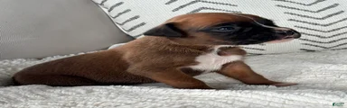 Rex