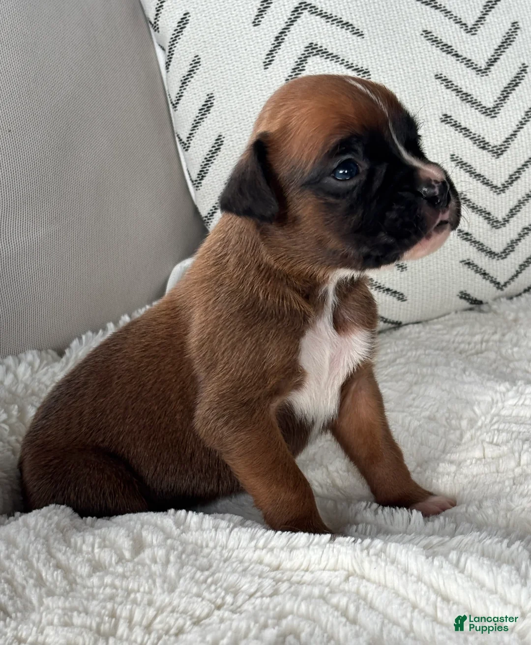Boxer dogs for sale: Rex - Ad 1