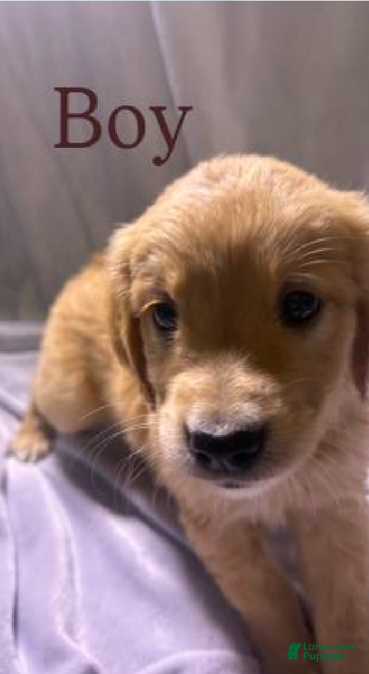 Golden Retriever dogs Golden Retriever Puppy 6 - Ad 8