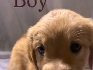 Golden Retriever dogs Golden Retriever Puppy 6 - Ad 8