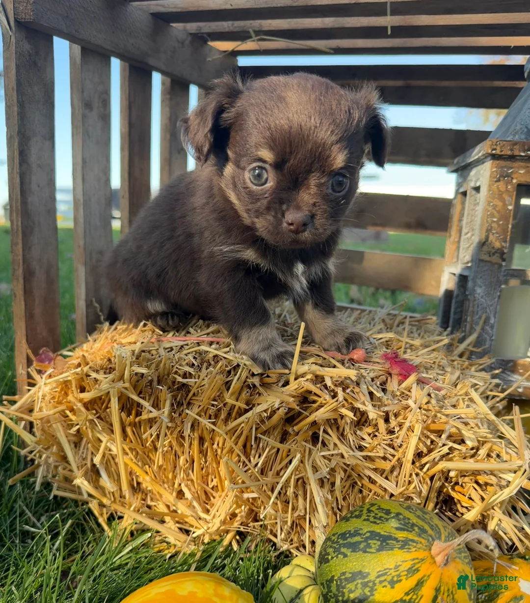 Chihuahua dogs for sale: Bingo - Ad 2