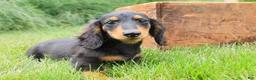 Miniature Dachshund dogs for sale: Tony - Ad 10