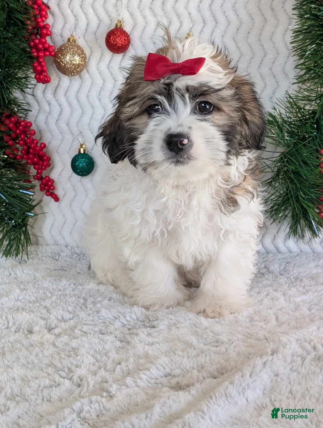 Teddy Bear dogs for sale: Jake - Ad 5