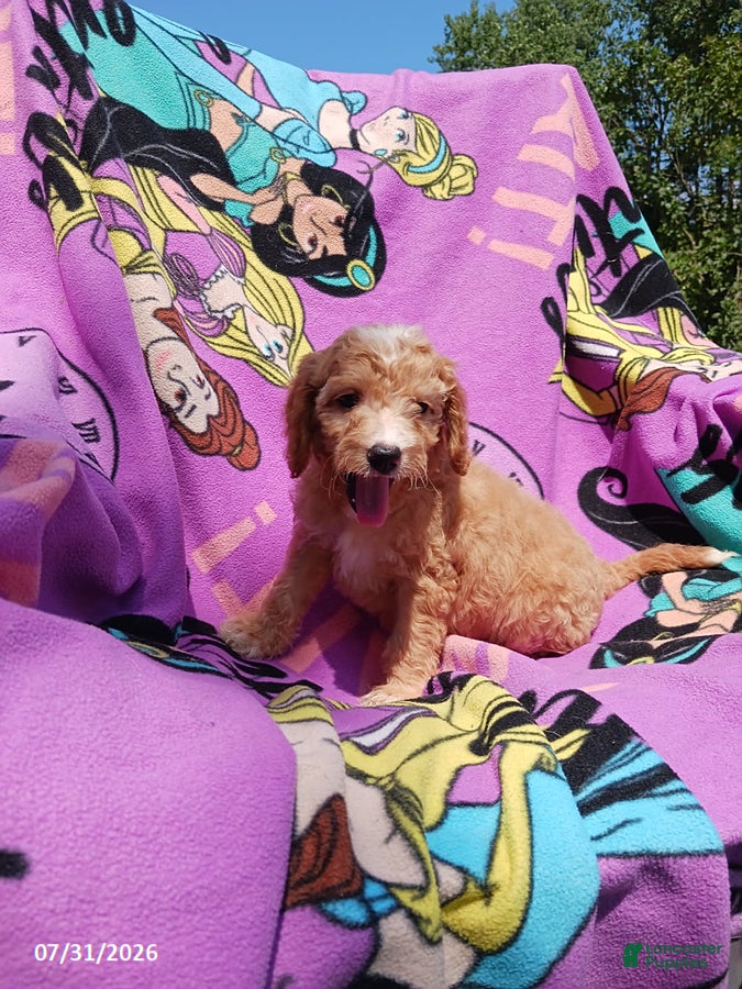 Mini Goldendoodle dogs for sale: Belle - Ad 2