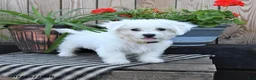 Mixed Breed dogs for sale: Erik - Ad 2