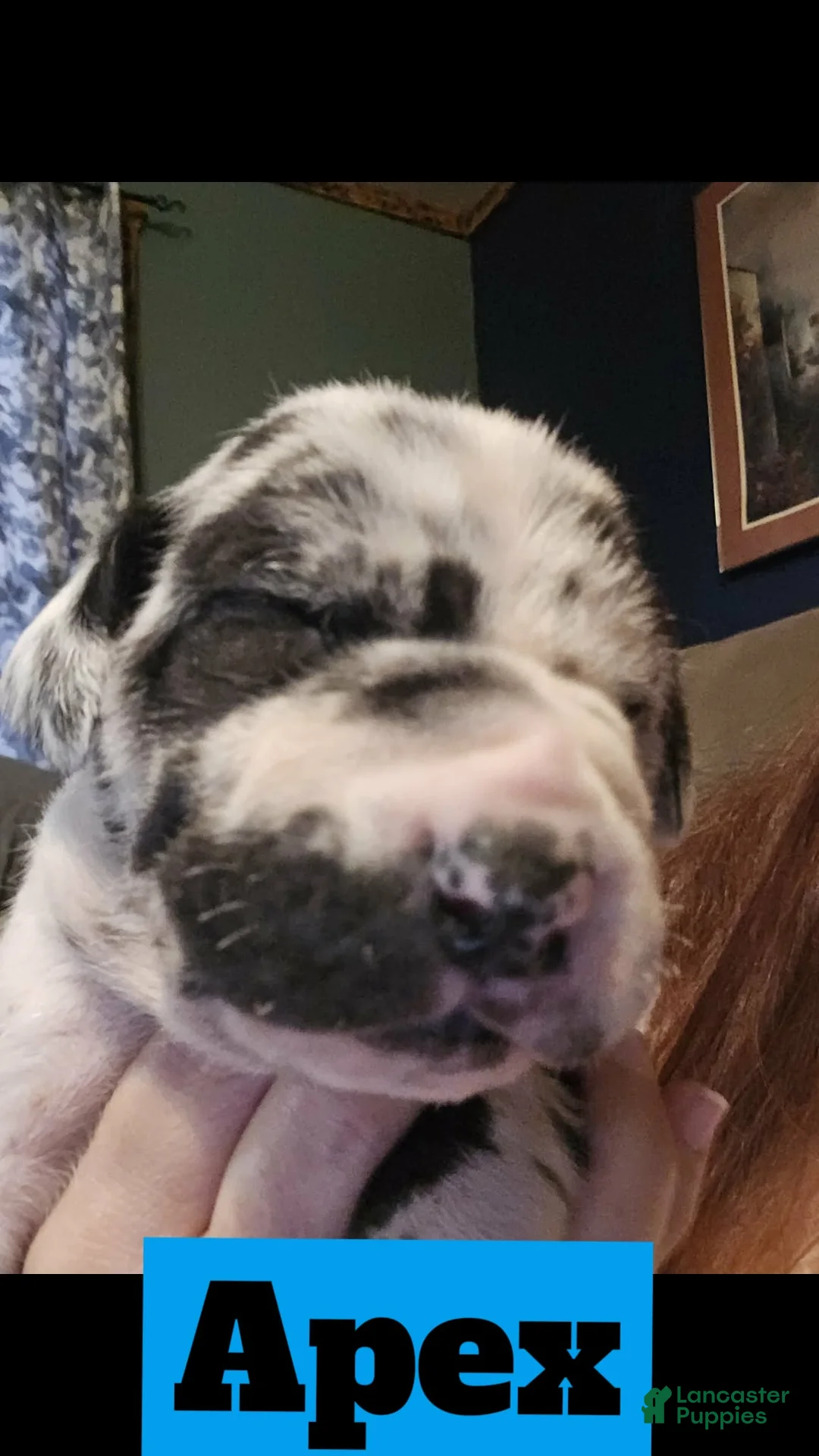 Great Dane dogs for sale: Apex - Ad 1