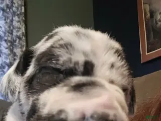 Great Dane dogs Apex - Ad 21