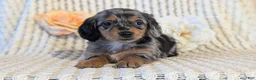Miniature Dachshund dogs for sale: Lucy - Ad 4