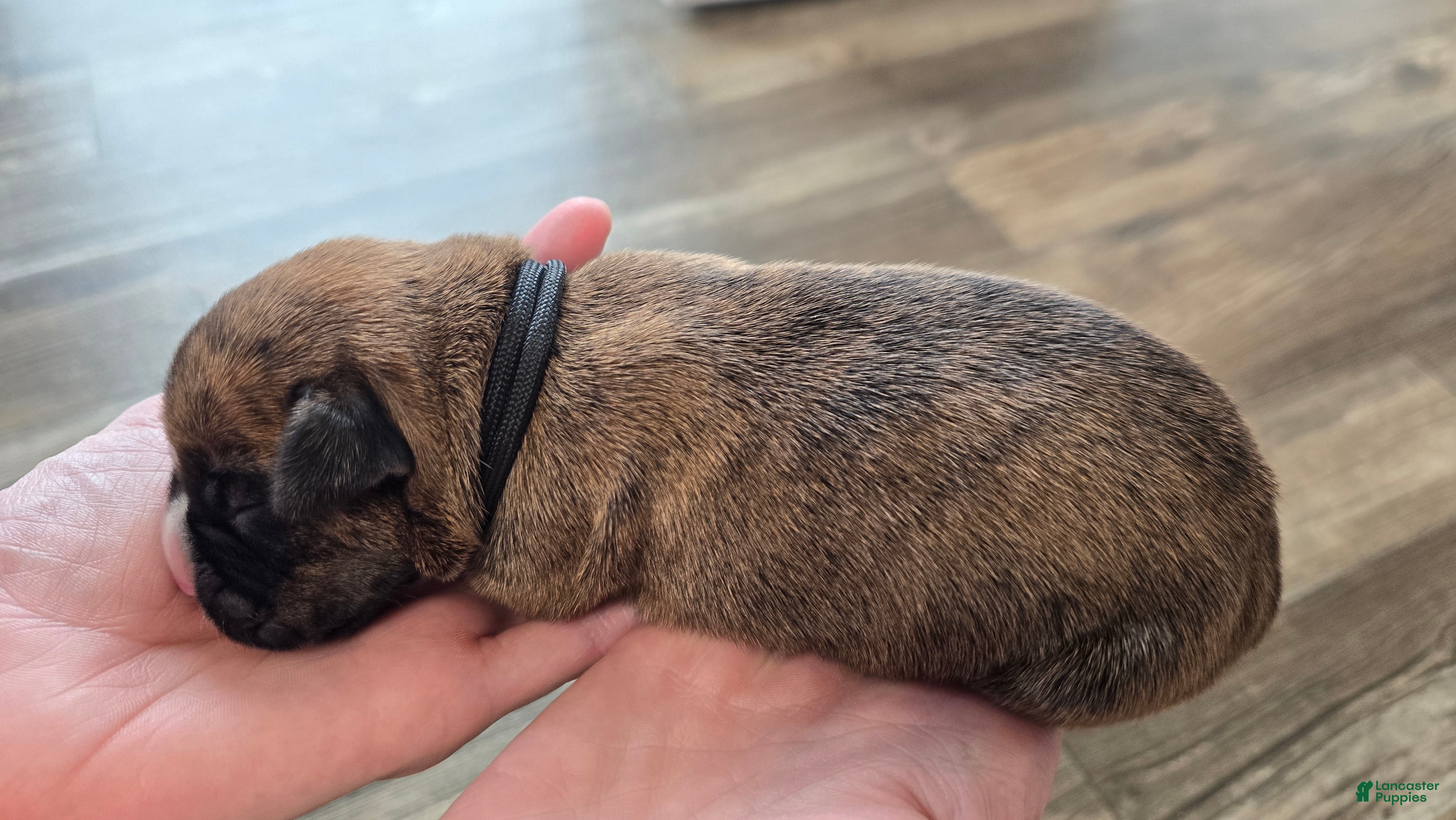 Boxer dogs Black collar - Ad 9