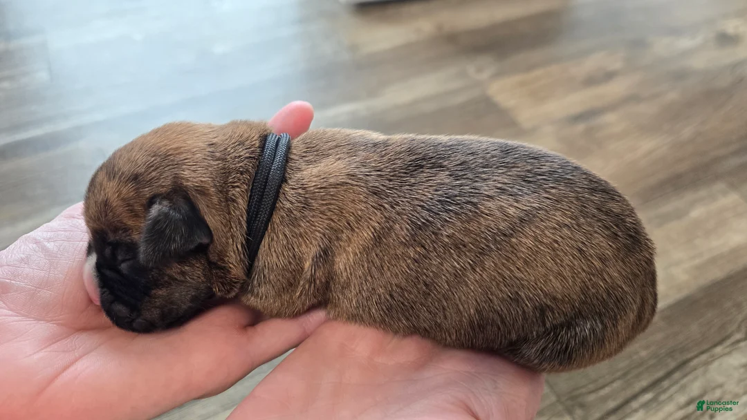 Boxer dogs for sale: Black collar - Ad 1