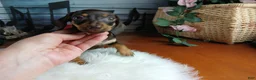 Miniature Dachshund dogs for sale: Suzies Chocolate boy. Hand Delivery  - Ad 3