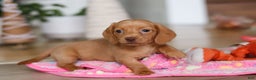 Miniature Dachshund dogs for sale: Beth - Ad 9