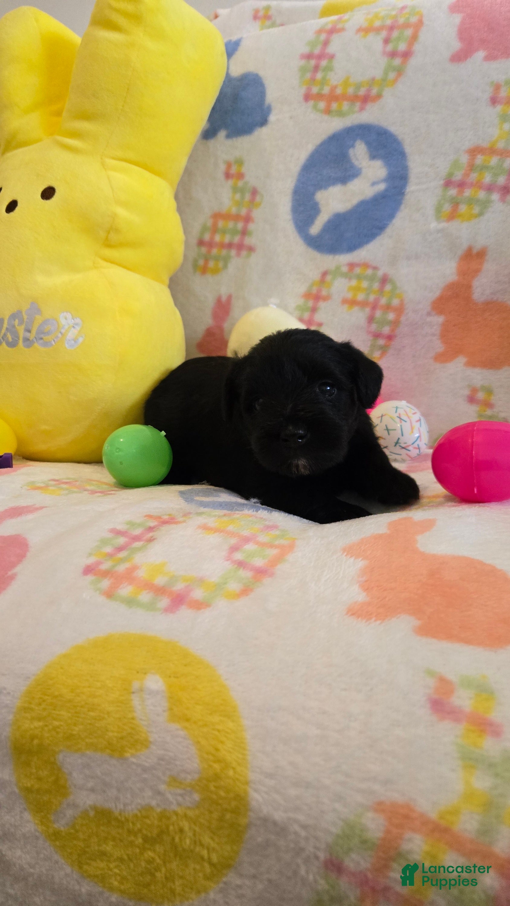 Miniature Schnauzer dogs Myah - Ad 34